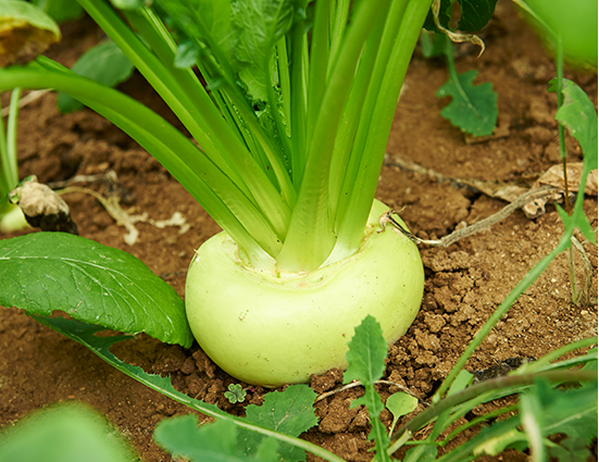 野菜